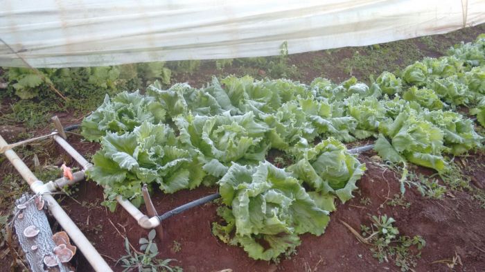 Imagem do dia - Imagens de geada na região de Floriano Peixoto e Getúlio Vargas (RS). Enviado por Paulo César