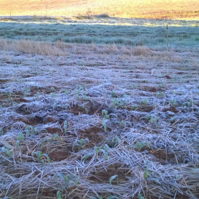 Imagem do dia - Geada em Bozano (RS), na Agropecuária Bonfada