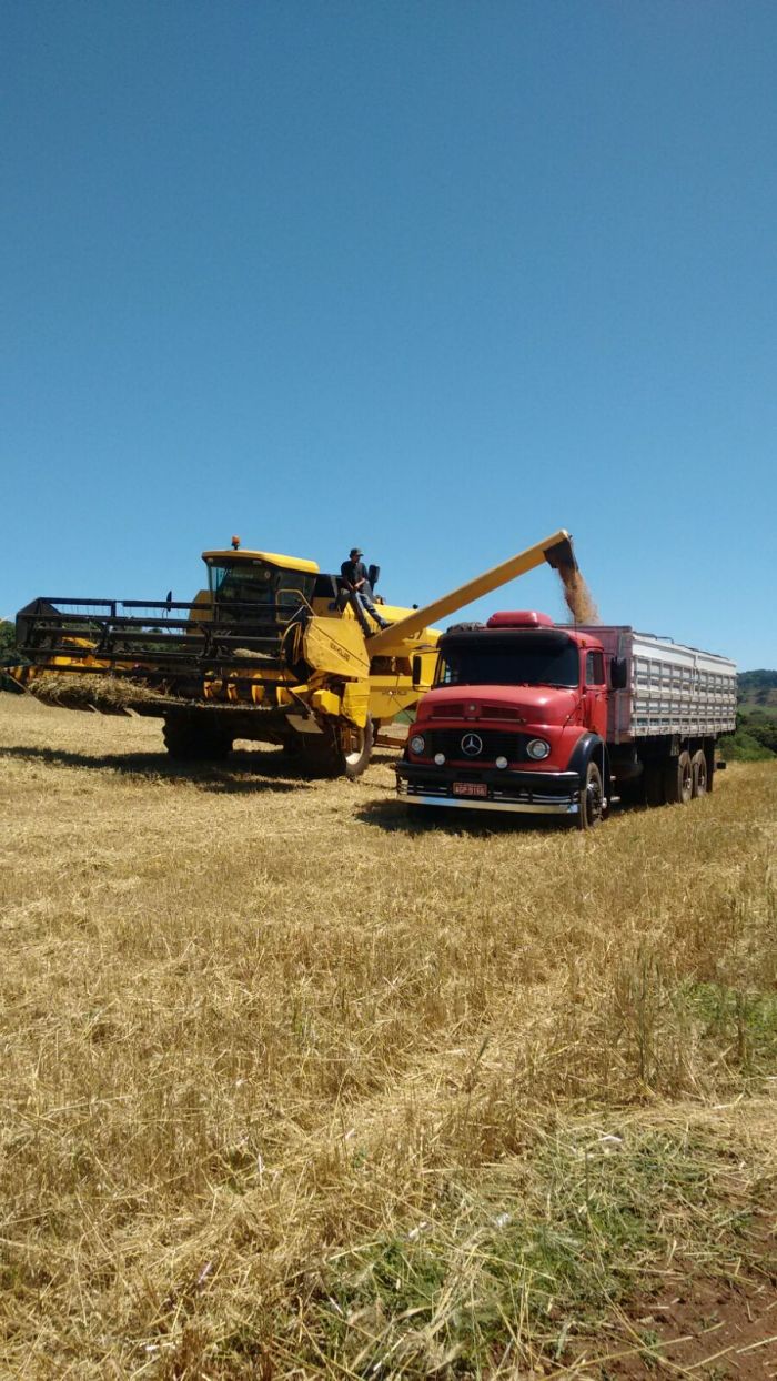 Imagem do dia - Colheita de trigo em Três Barras (PR), do produtor Ivan Carvalho