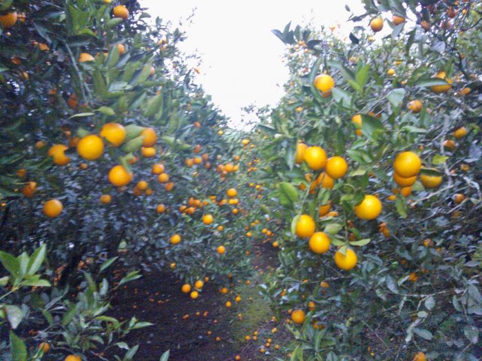 Colheita de laranjas na Agricola Boff em Vila Maria-RS. Enviado por Maikon Boff.