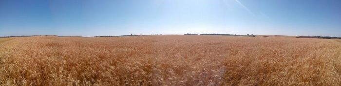 Imagem do dia - Lavoura de trigo quase no ponto de colheita, em Los Cedrales (PY). Envio de Pedro Locatelli