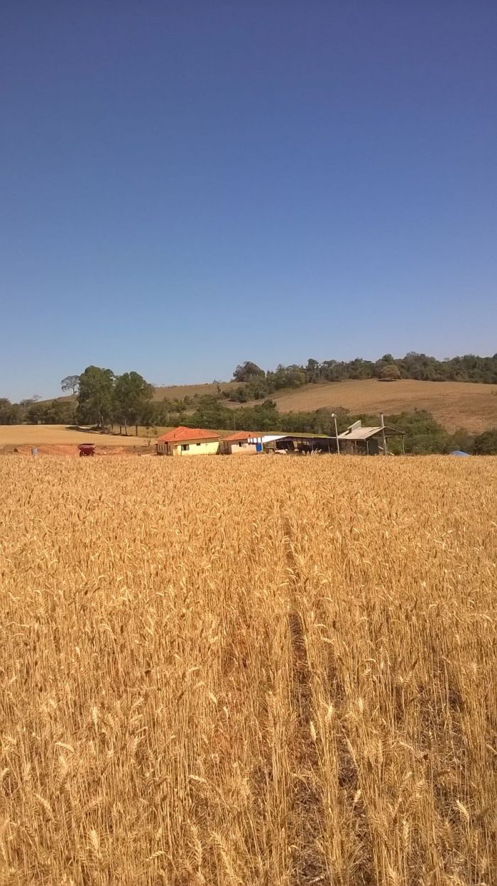 Imagem do dia - Lavoura de trigo em Três Corações (MG), na Fazenda Três Irmãos