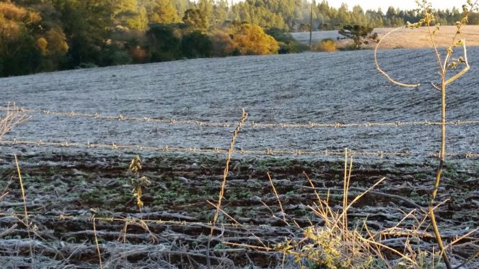 Imagem do dia - Imagens de geada na região de Floriano Peixoto e Getúlio Vargas (RS). Enviado por Paulo César