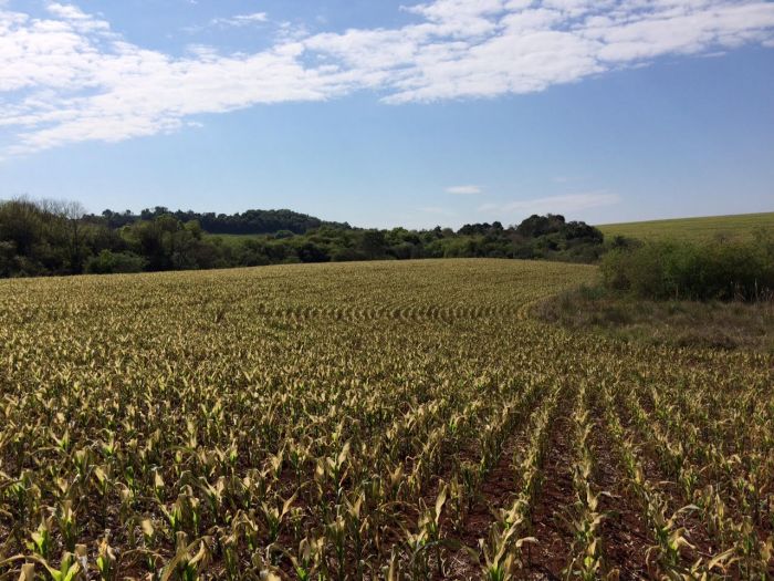 Imagem do dia - Danos na lavoura de milho em Horizontina (RS), após a geada do último dinal de semana, do produtor Fábio Manjabosco