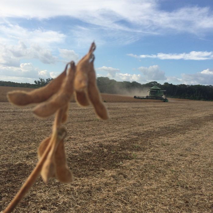 Imagem do dia - Colheita da soja em Alto Alegre (RR), na Fazenda Mato Grosso. Enviado por Antonio Marcos Felippi