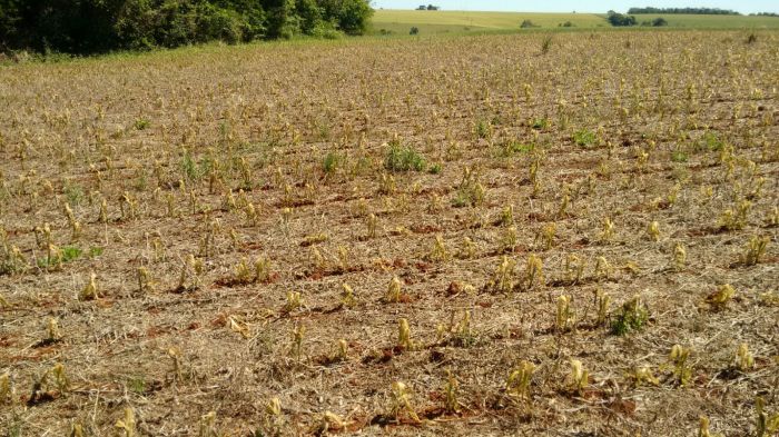 Imagem do dia - Lavoura de milho após a geada em Três de Maio (RS). Envio do Técnico em Agropecuária Fernando Rustick