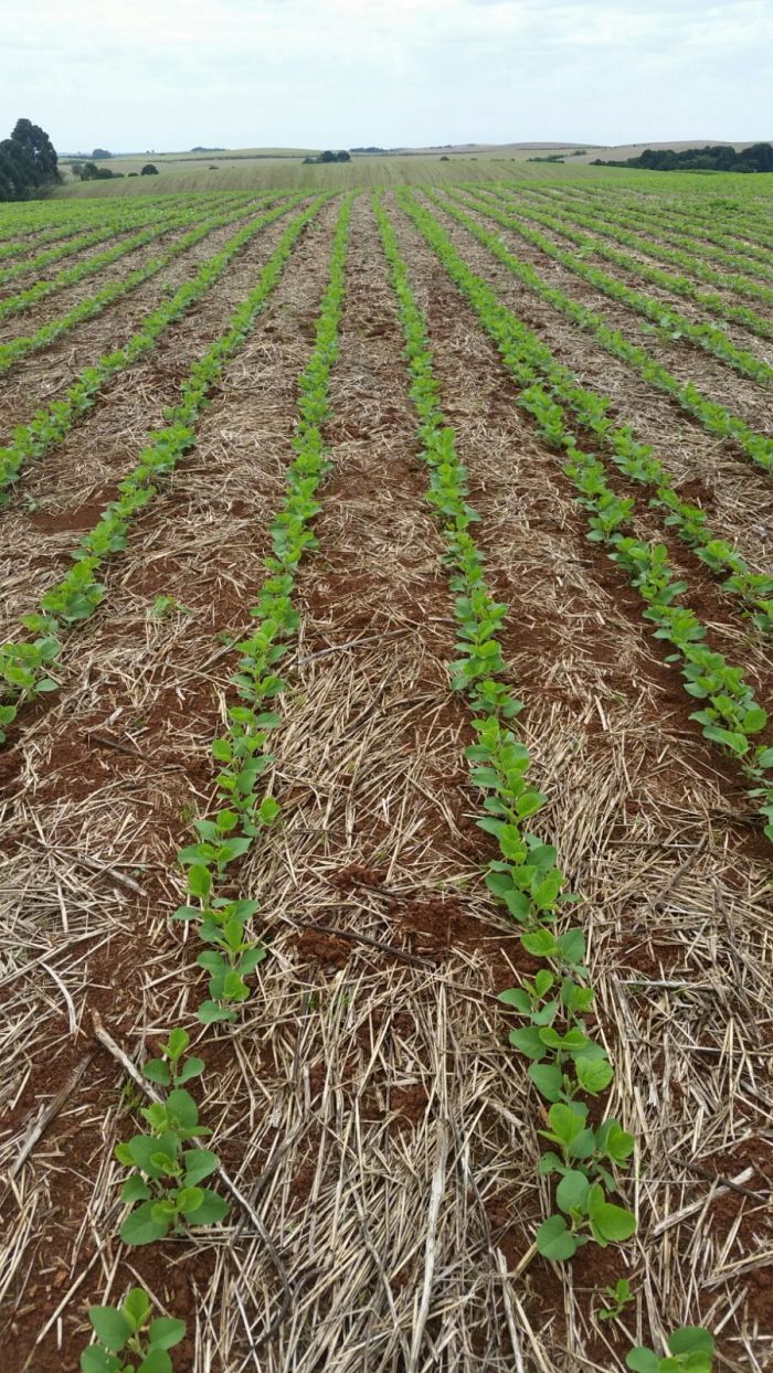 Imagem do dia - Lavoura de soja em Lagoa Vermelha (RS). Enviado pelo Engenheiro Agrônomo Rubens Borgo