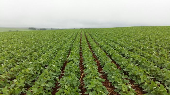 Imagem do dia - Lavoura de soja em Braganey (PR), da Familia Krohling