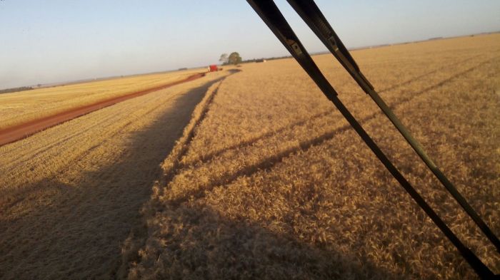 Imagem do dia - Colheita de trigo no Paraguai. Enviado pro Braulio Pegoraro, da região de Katueté