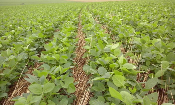 Imagem do dia - Lavoura de soja em Mamborê (PR), do produtor Valdecir Spilka