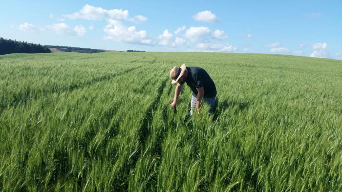 Imagem do dia - Lavoura de trigo em Clevelandia (PR). Envio do Técnico Agricola Sidnei Rossi