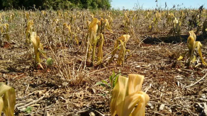 Imagem do dia - Lavoura de milho após a geada em Três de Maio (RS). Envio do Técnico em Agropecuária Fernando Rustick