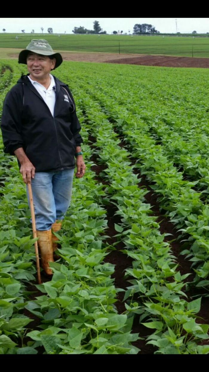 Consultor Shinya Takahagui na plantação de feijão. Fazenda 9 Julho, Itai-SP