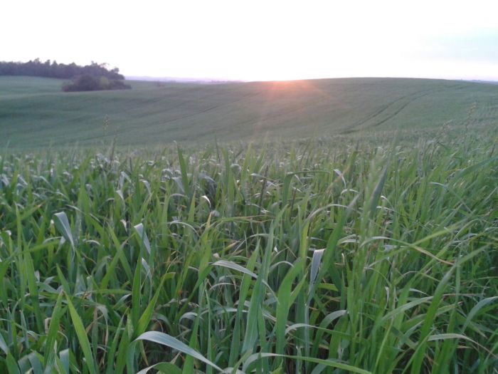 Imagem do dia - Lavoura de trigo em Ronda Alta (RS). Imagem de  Ana Maria Vargas