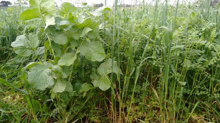 Adubação verde para milho na Fazenda Furnas, em Ouro Verde (SC), do produtor Enio Antônio Bedin e Filhos. Enviado pelo Engenheiro Agrônomo Darci Baggio 2