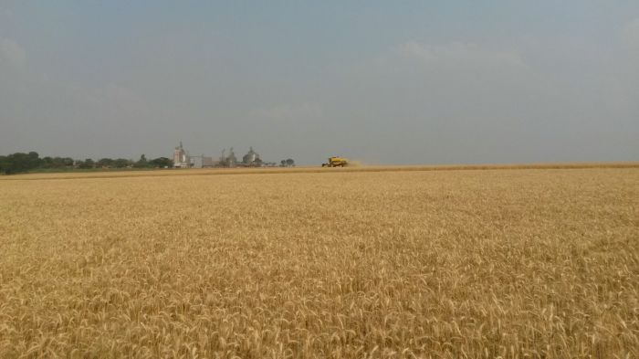 Imagem do dia - Colheita de trigo em Yolanda (PR)