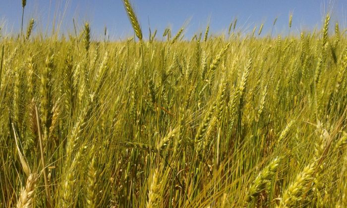 Imagem do dia - Fotos da Agropecuária Fredi, de Fortaleza dos Valos (RS). Enviado por Camila Fredi