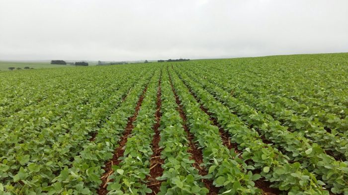 Imagem do dia - Lavoura de soja em Braganey (PR), da Familia Krohling