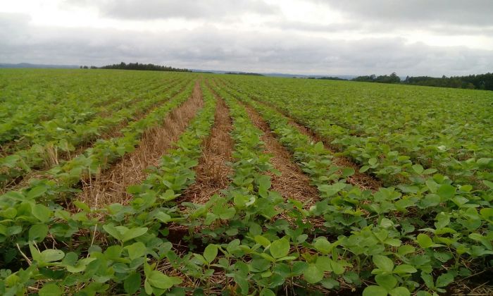 Imagem do dia - Lavoura de soja em Três Barras do Paraná (PR), do produtor Fabiano de Souza