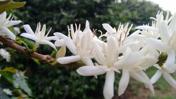 Imagem do dia - Florada do café em São Pedro da União (MG), do produtor Fernando Barbosa