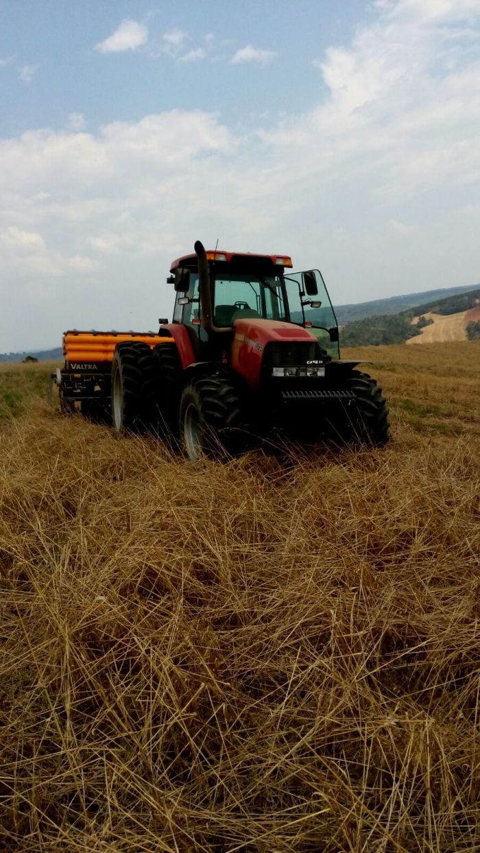 Imagem do dia - Plantio de feijão carioca, em Palmeira (PR), Fazenda Gremski