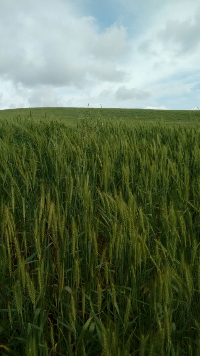 Imagem do dia - Lavoura de trigo antes da geada em Mangueirinha (PR)