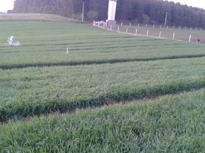 Imagem do dia - Lavoura de trigo em Dia de Campo em Sananduva (RS). Enviado por Yuri Capra