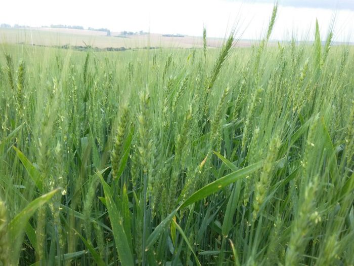 Imagem do dia - Danos da geada na lavoura de trigo em Passo Fundo (RS). Enviado pelo Engenheiro Agrônomo Luciano Remor