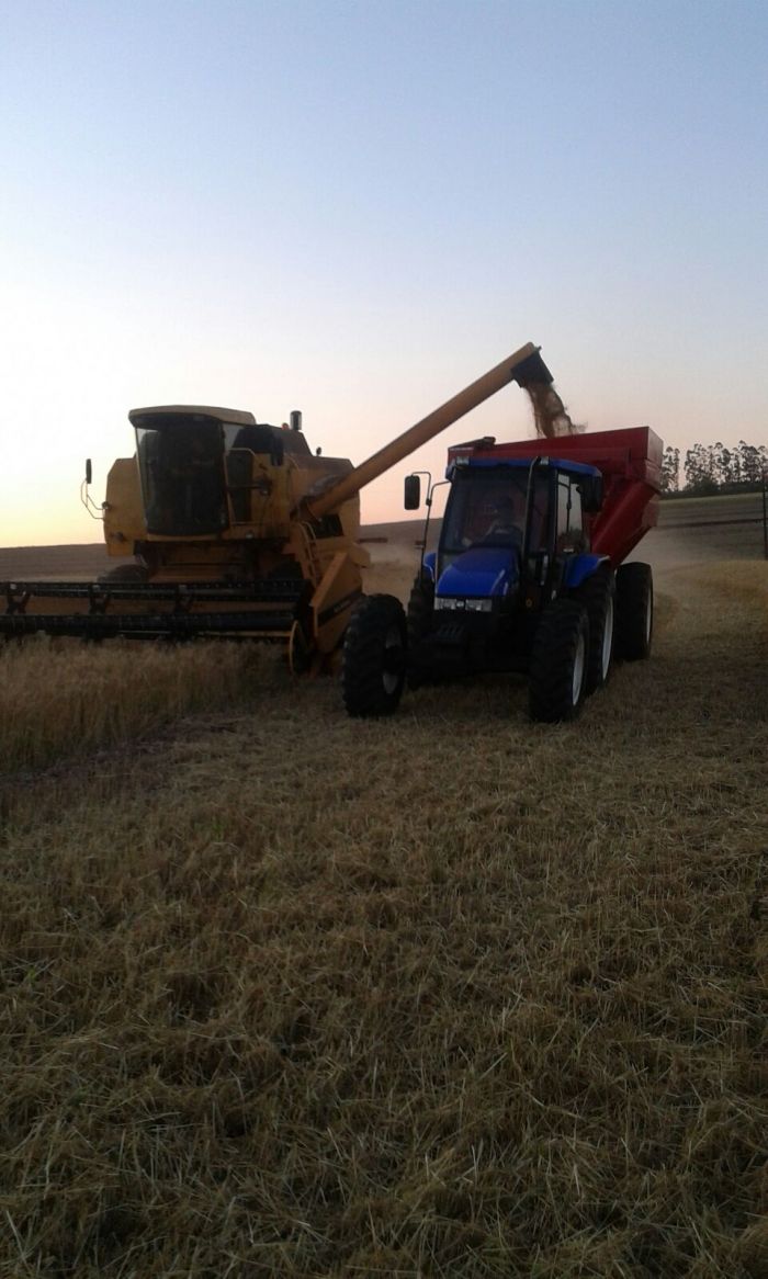 Imagem do dia - Colheita de trigo em Santa Terezinha de Itaipu (PR), do produtor Davi Romanha. Enviado pelo Engenheiro Agrônomo Emerson Luiz Romanha