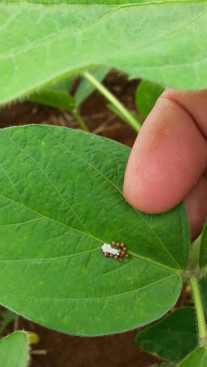 Imagem do dia - Lavoura de soja em Terra Roxa (PR), do produtor Takeo Matsui