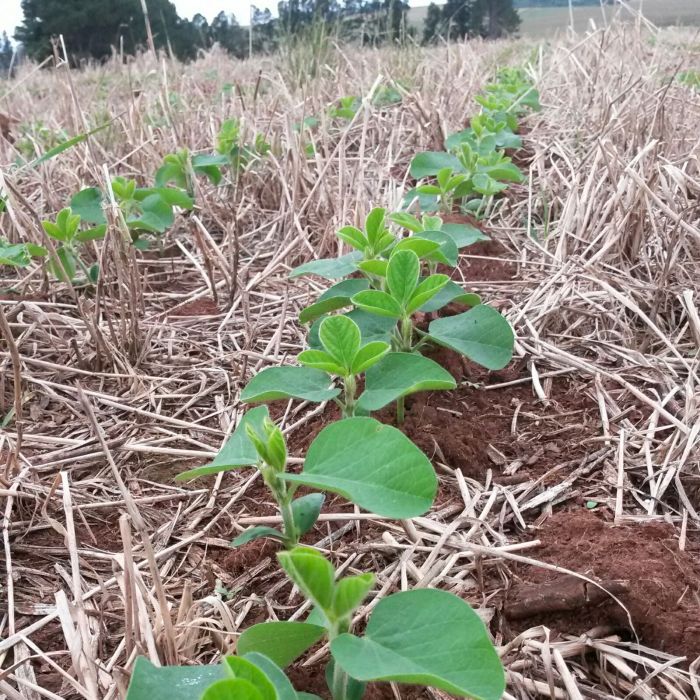 Imagem do dia - Lavoura de soja em Júlio de Castilhos (RS). Enviado pelo Técnico Agrícola, Felipe Vieira de Mello