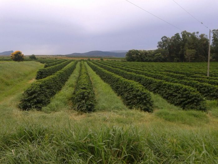 Imagem do dia - Lavoura de café em Carmo do Rio Claro  (MG)