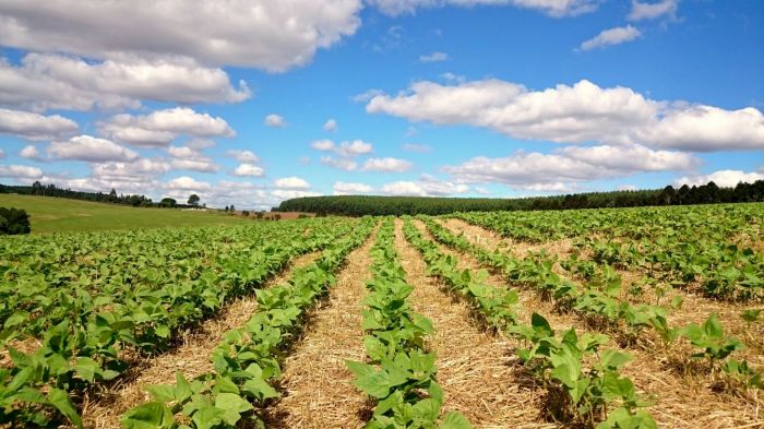 Imagem do dia - Lavoura de feijão carioca em Castro (PR), na agropecuária Wolters