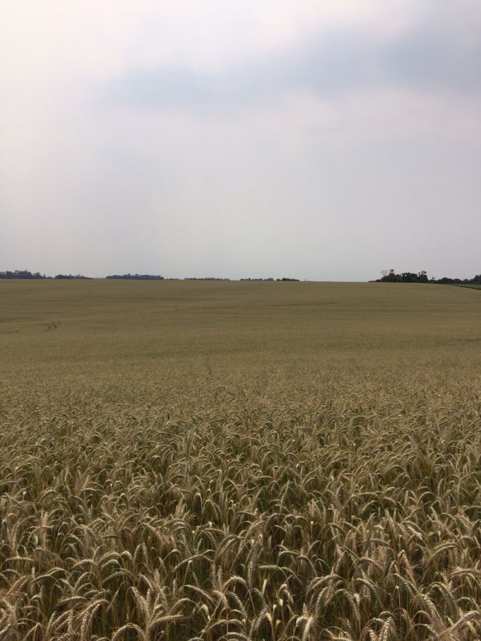 Imagem do dia - Lavoura de trigo danificada por geadas em Taperá (RS). Enviado por Gerson Kuffel