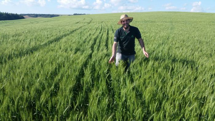 Imagem do dia - Lavoura de trigo em Clevelândia (PR). Envio do Técnico Agricola Sidnei Rossi