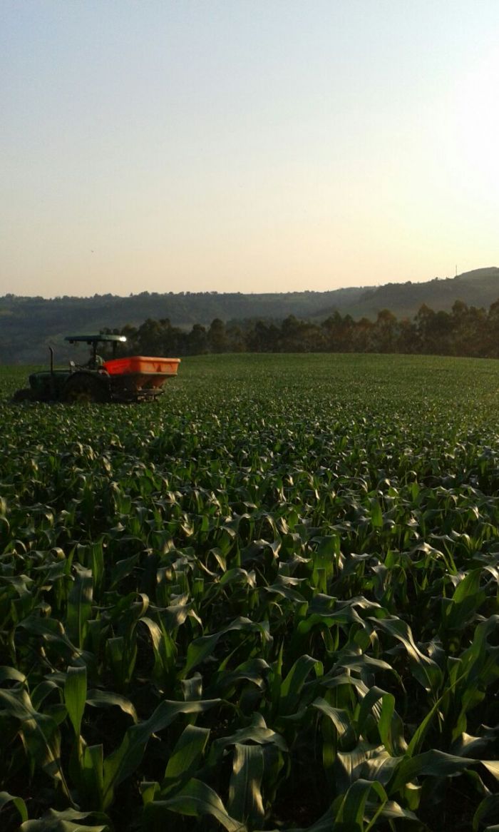 Imagem do dia - Lavoura de milho da safra 2015/2016 em Itapiranga (SC)