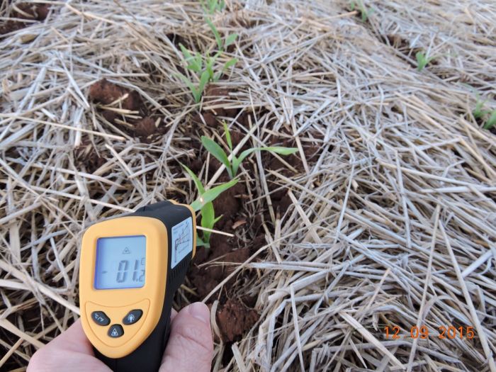 Imagem do dia - Geada em Não-Me-Toque (RS), com danos nas áreas mais baixas.  Enviada pelo Engenheiro Agrônomo Luís Eduardo Gehrke