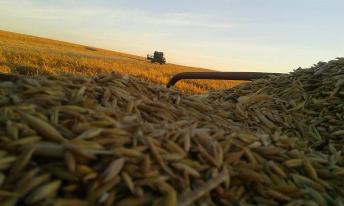 Imagem do dia - Fotos da Agropecuária Fredi, de Fortaleza dos Valos (RS). Enviado por Camila Fredi