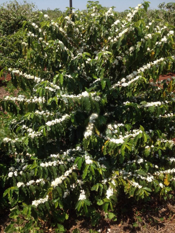 Imagem do dia - Florada de café em Doutor Camargo (PR), do produtor Ildefonso Ausec