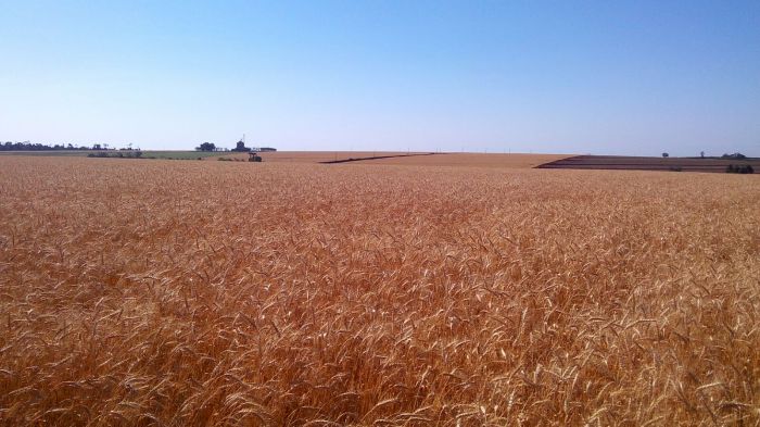 Imagem do dia - Lavoura de trigo quase no ponto de colheita, em Los Cedrales (PY). Envio de Pedro Locatelli