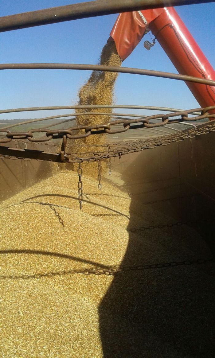 Imagem do dia - Colheita de trigo em Santa Terezinha de Itaipu (PR), do produtor Davi Romanha. Enviado pelo Engenheiro Agrônomo Emerson Luiz Romanha