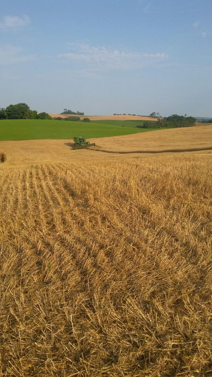 Imagem do dia - Colheita de trigo em Pato Branco (PR), do produtor Delvino Prá. Enviado por Suzana Prá