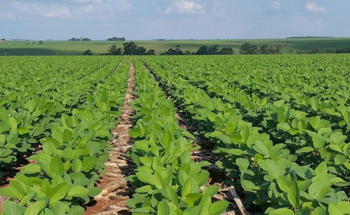 Imagem do dia - Lavoura de soja em Palotina (PR), da Família Tondo. Enviado pelo Técnico Agrícola Rodrigo Spessotto