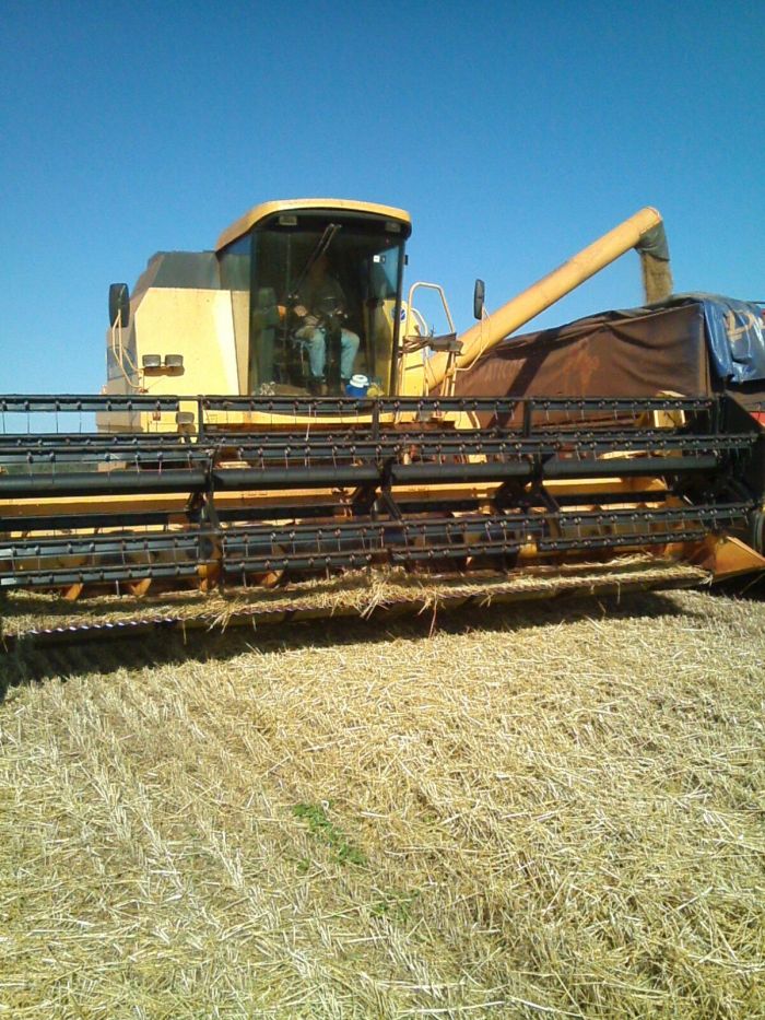 Imagem do dia - Colheita de trigo em Santa Helena (PR), do produtor Amilton Noro